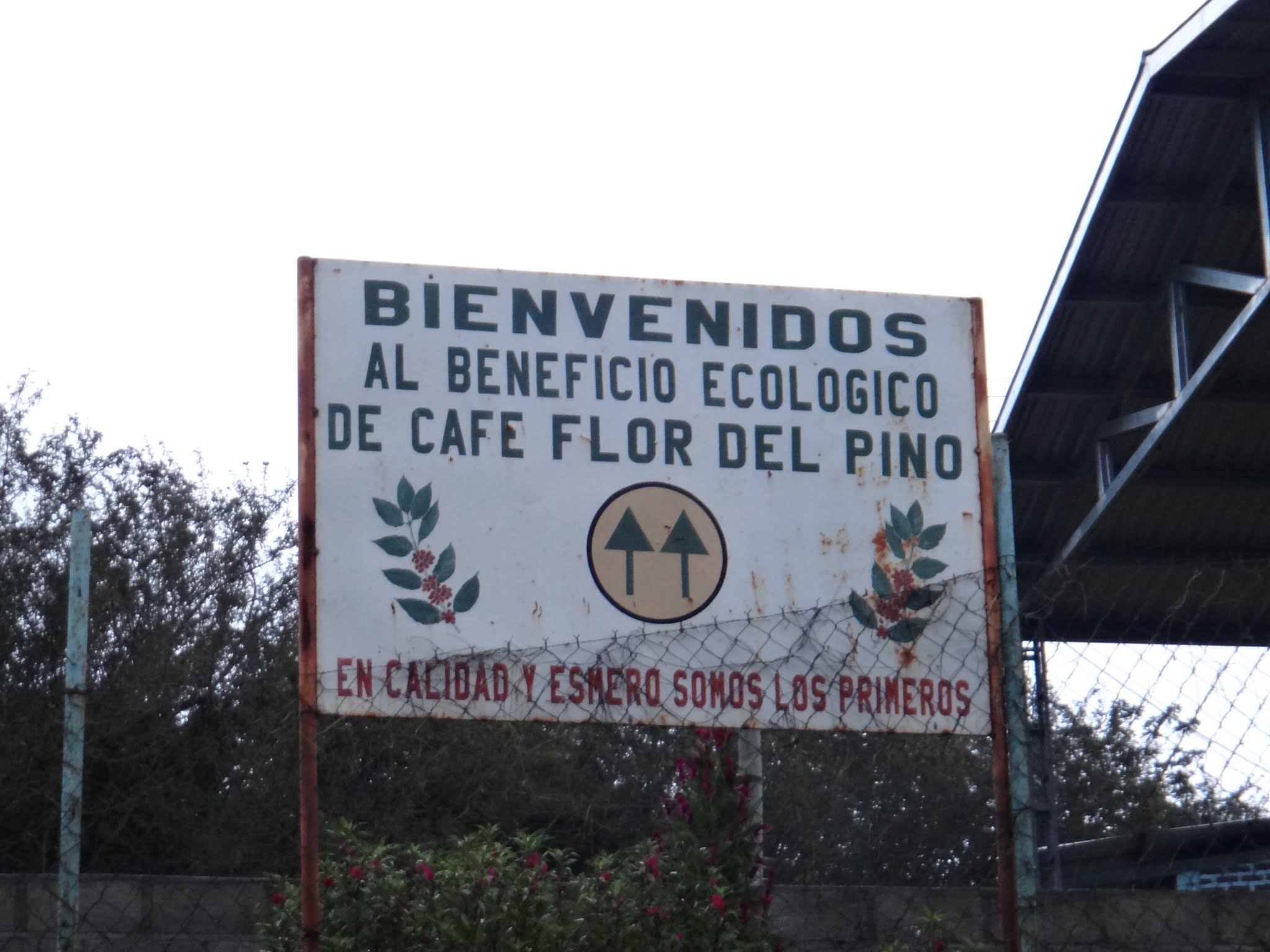 flor-del-pino-honduras-fairtrade-coffee-69